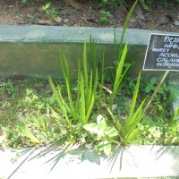 Acorus calamus L.